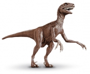 Velociraptor "Raptor"