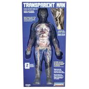 Transparent Man