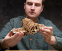 Ugears Mad Hornet Airplane*